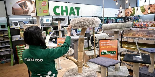 Maxi Zoo, leader européen des magasins pour animaux de compagnie, part à la conquête des centres-villes