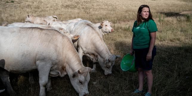 Canicule : « L’alternance d’événements climatiques extrêmes fragilise l’agriculture au moment où elle a besoin de se transformer »