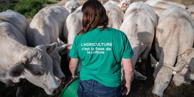 Loi d’urgence agricole : les sénateurs rouvrent le dossier inflammable de l’acétamipride et préparent un débat agité